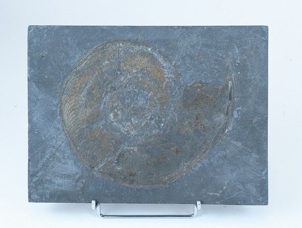 PLAQUE DE PIERRE avec fossile d'ammonite...