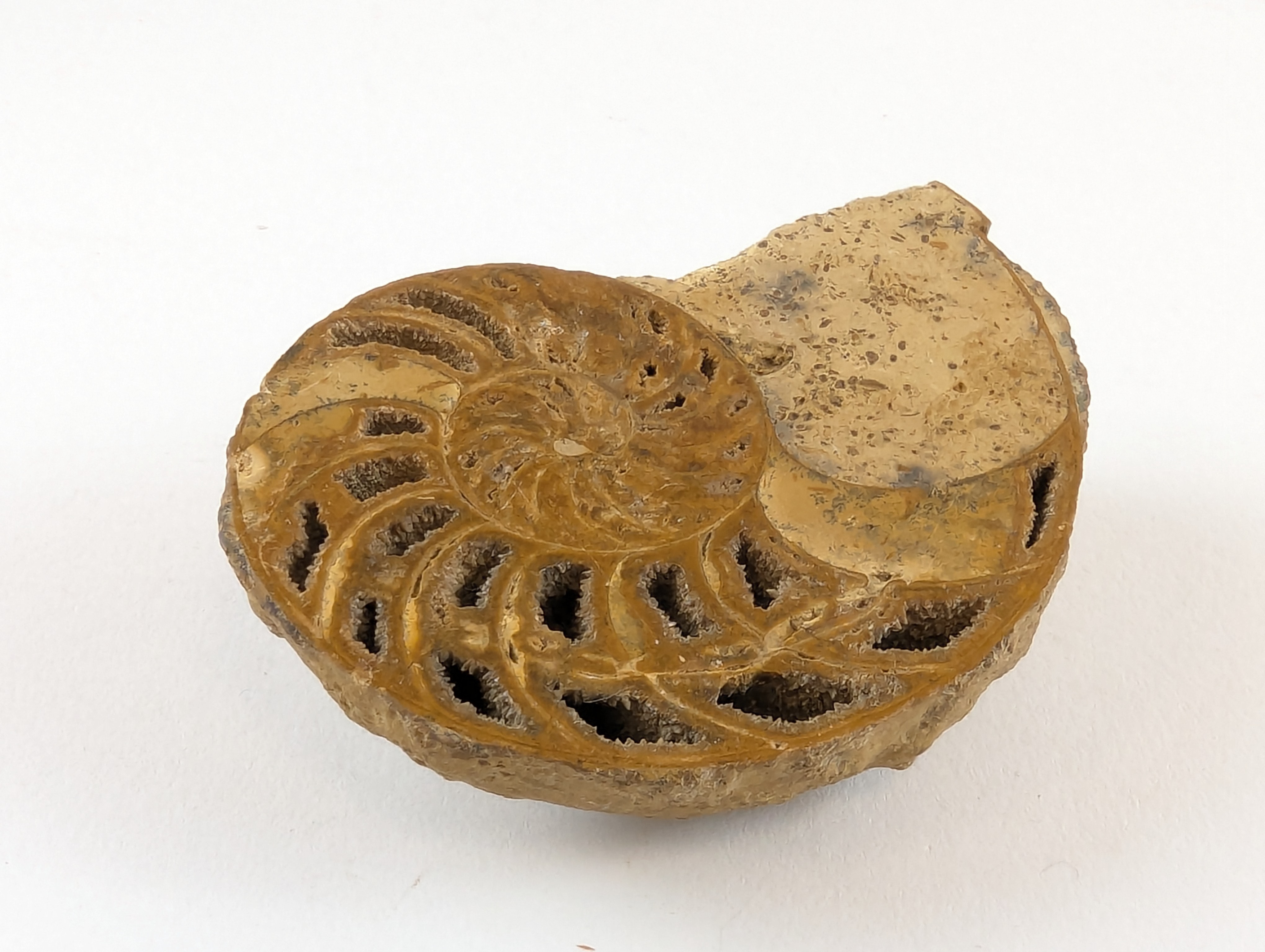 AMMONITE fossilisée.